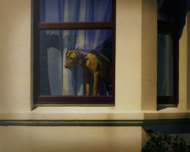 Konsttryck, brun hund tittar ut genom ett fönster i en rosa byggnad