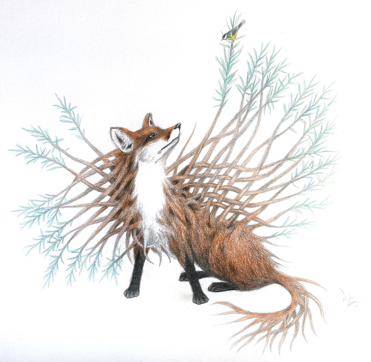 Teckning av räv som tittar upp på blåmes som sitter i en gren som växer ut från räven. Vit bakgrund.